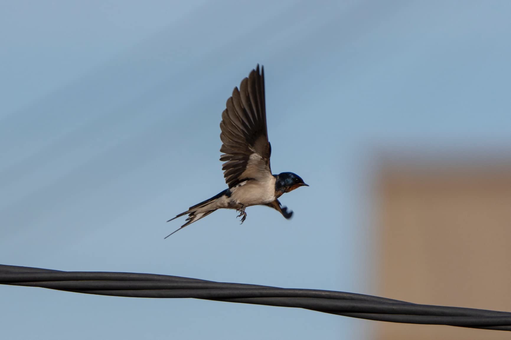 Nítido a 600 mm