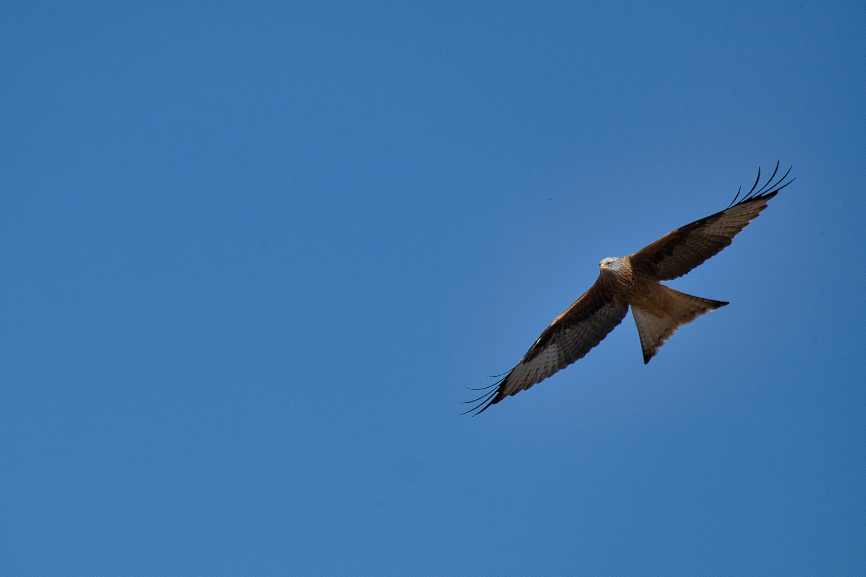 Nitidez asombrosa