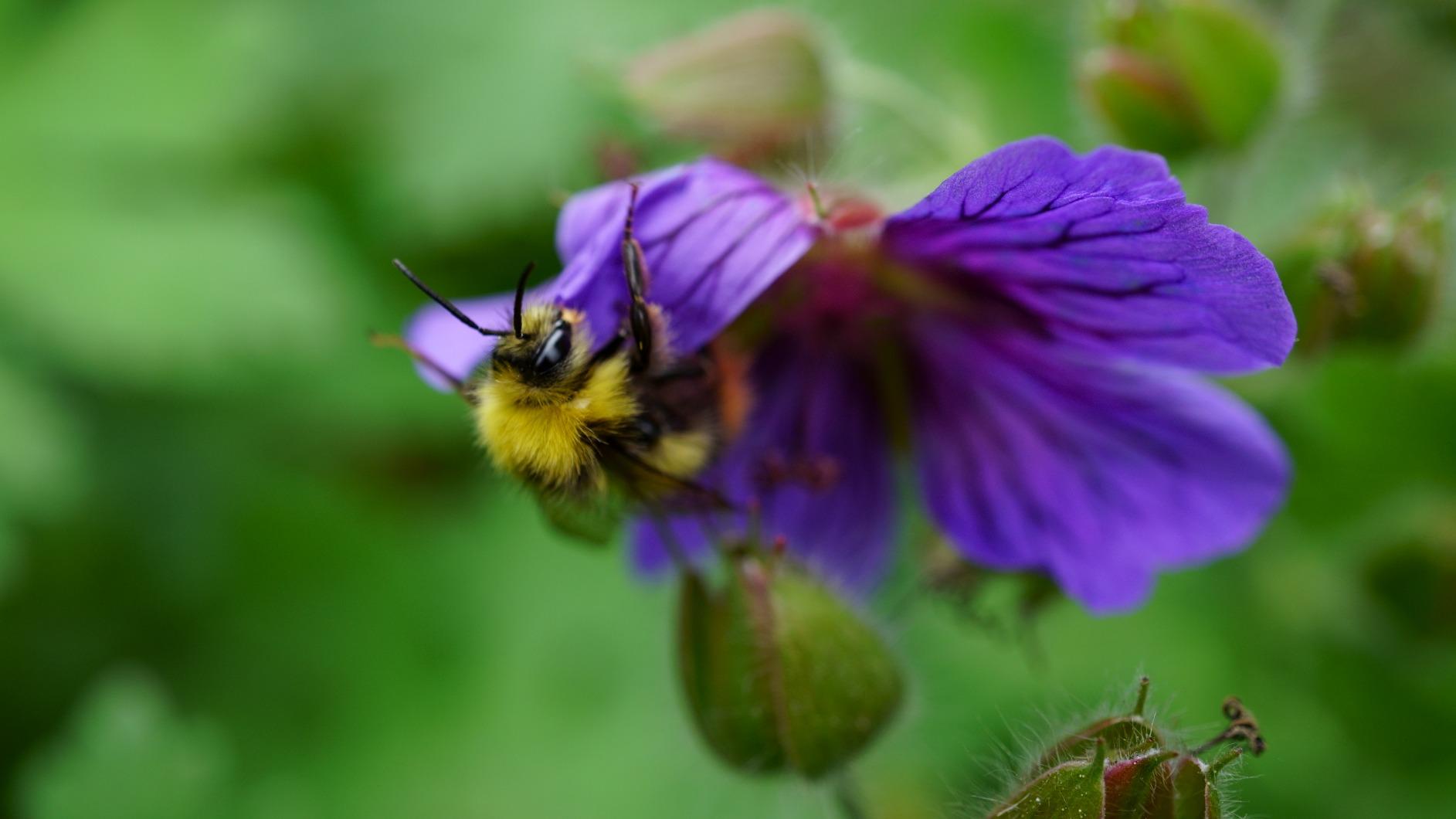 Buen macro APS-C