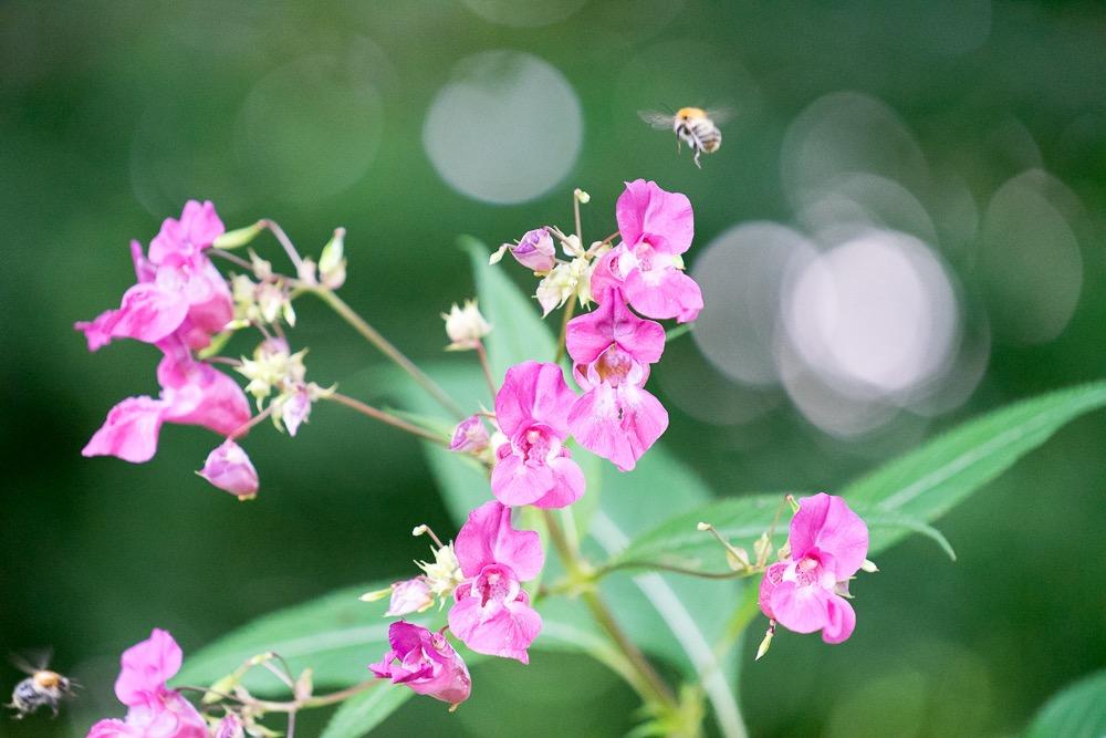 Bokeh de nivel pro