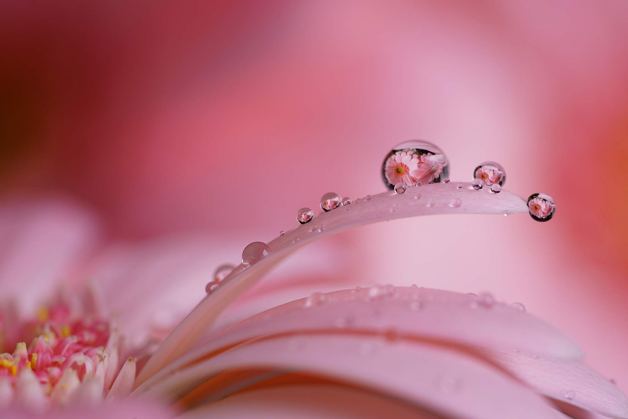 sony-fe-90-mm-f-2-8-macro-g-oss-sel90m28g-objetivo-macro-full-frame-con-estabili image 6