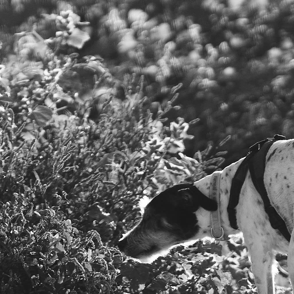 El rey del bokeh