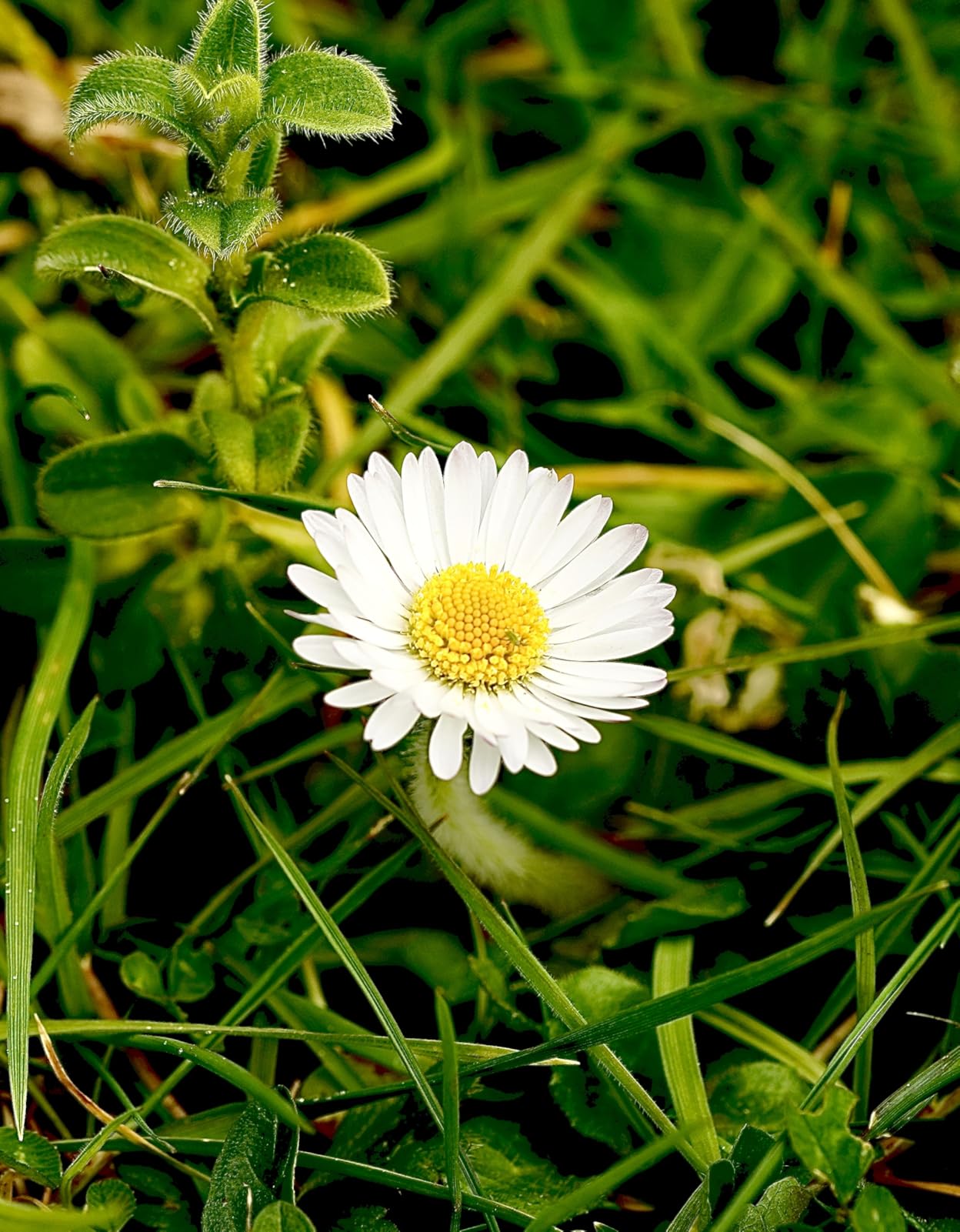 Imprescindible para retratos también