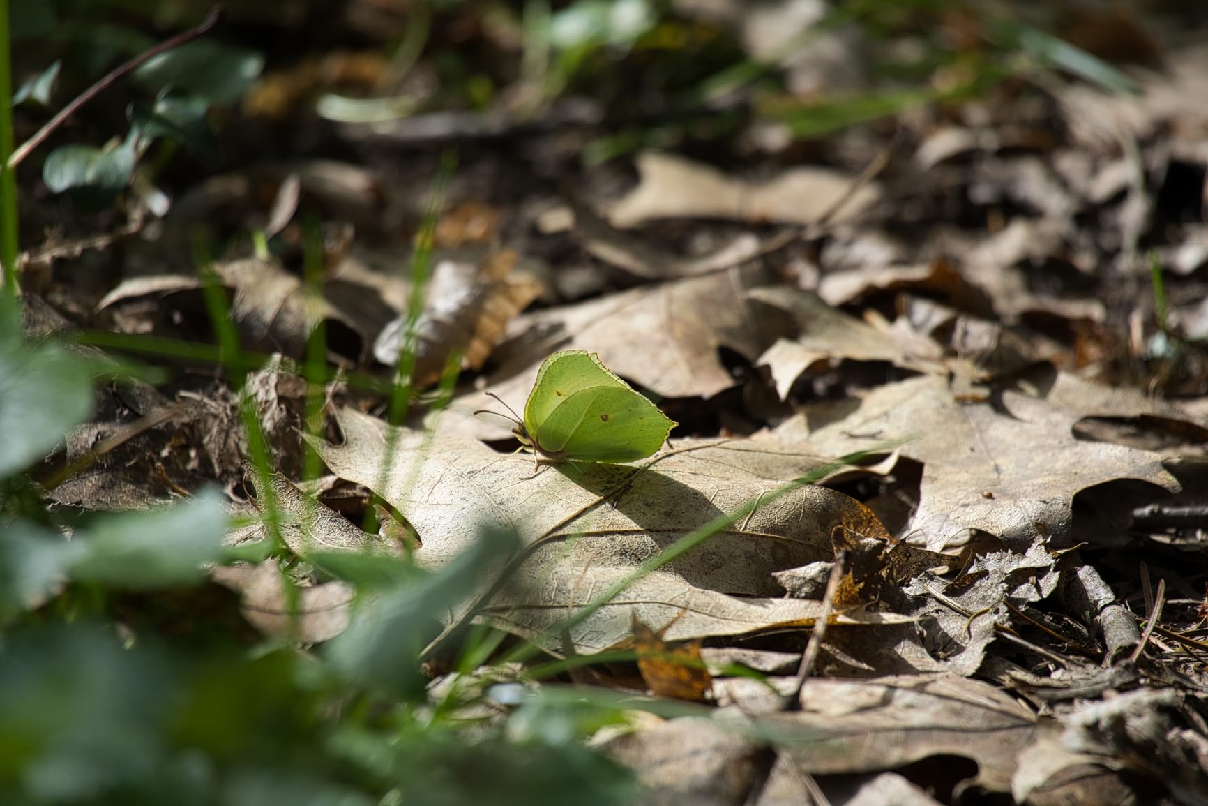 El objetivo definitivo para fauna