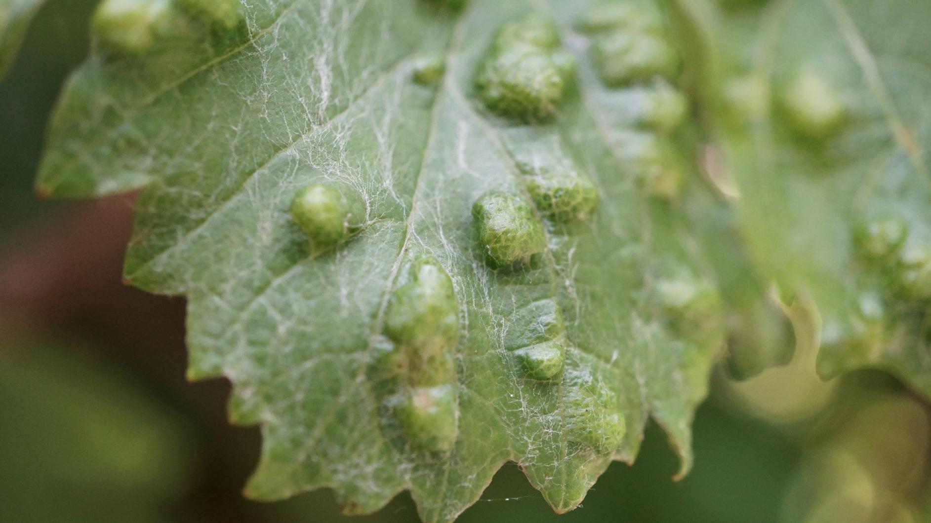 Detalle extremo